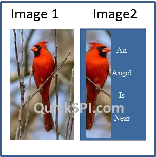 Red Cardinal Sublimation Designs for Download